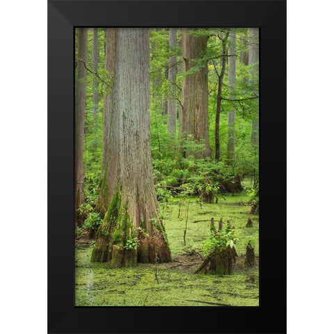 Cypress trees in Heron Pond-Cache River State Natural Area-Illinois Black Modern Wood Framed Art Print by Majchrowicz, Alan
