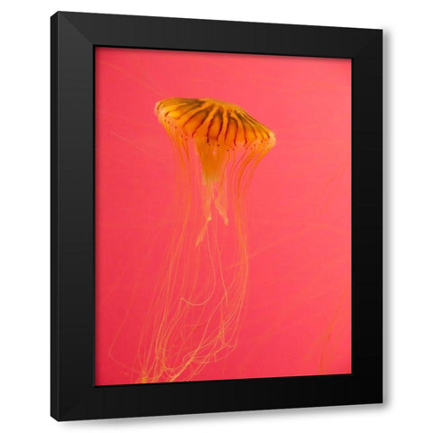 Jellyfish-Shedd Aquarium-Chicago-Illinois-USA Black Modern Wood Framed Art Print by Miller, Anna