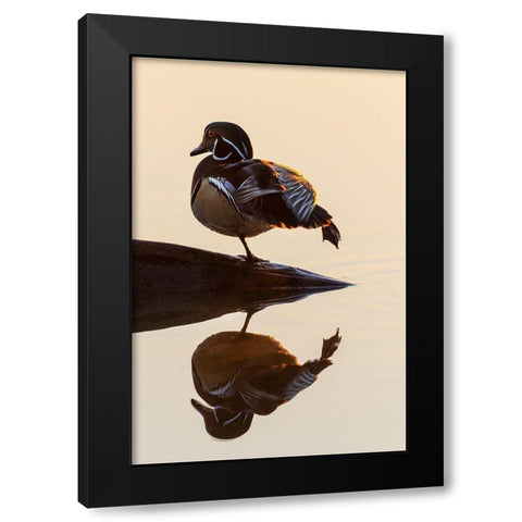 Wood Duck (Aix sponsa) male on log stretching in wetland at sunrise-Marion County-Illinois Black Modern Wood Framed Art Print with Double Matting by Day, Richard and Susan
