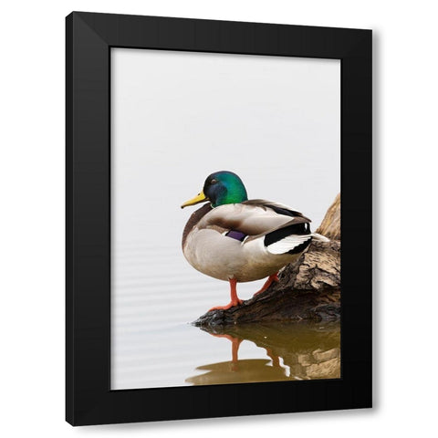 Mallard (Anas platyrhynchos) male on log in wetland-Marion County-Illinois Black Modern Wood Framed Art Print with Double Matting by Day, Richard and Susan