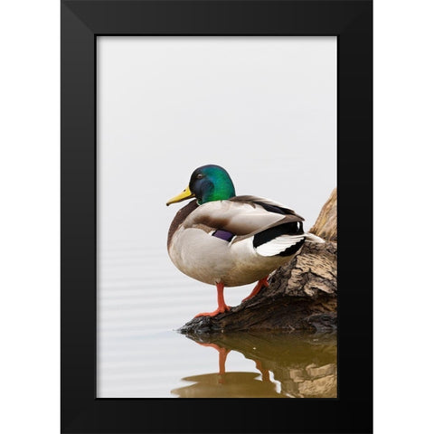 Mallard (Anas platyrhynchos) male on log in wetland-Marion County-Illinois Black Modern Wood Framed Art Print by Day, Richard and Susan