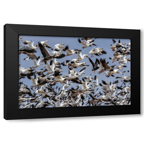 Snow Geese (Anser caerulescens) in flight-Marion County-Illinois Black Modern Wood Framed Art Print by Day, Richard and Susan