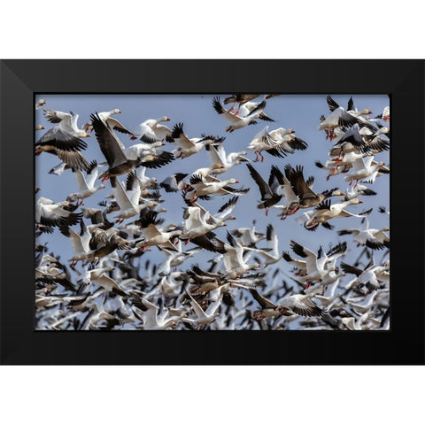 Snow Geese (Anser caerulescens) in flight-Marion County-Illinois Black Modern Wood Framed Art Print by Day, Richard and Susan