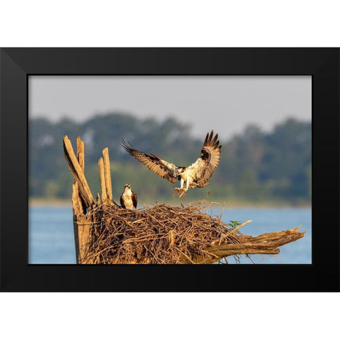 Osprey (Pandion haliaetus) landing at nest Rend Lake Jefferson County-Illinois Black Modern Wood Framed Art Print by Day, Richard and Susan