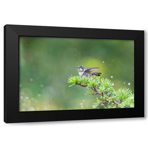 Ruby-throated Hummingbird bathing in sprinkler-Marion County-Illinois Black Modern Wood Framed Art Print with Double Matting by Day, Richard and Susan