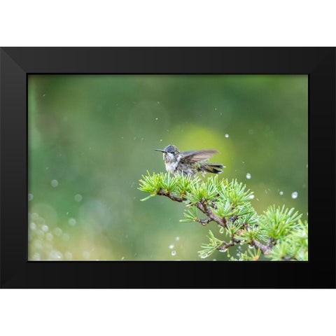 Ruby-throated Hummingbird bathing in sprinkler-Marion County-Illinois Black Modern Wood Framed Art Print by Day, Richard and Susan