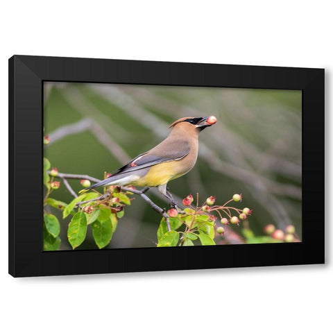 Cedar Waxwing eating berry in Serviceberry Bush (Amelanchier canadensis)-Marion County-Illinois Black Modern Wood Framed Art Print by Day, Richard and Susan