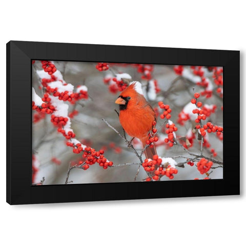 Northern Cardinal male in Winterberry bush in winter-Marion County-Illinois Black Modern Wood Framed Art Print with Double Matting by Day, Richard and Susan