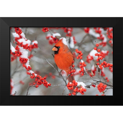 Northern Cardinal male in Winterberry bush in winter-Marion County-Illinois Black Modern Wood Framed Art Print by Day, Richard and Susan