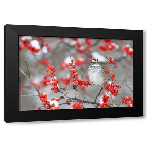 White-throated Sparrow in Winterberry bush in winter-Marion County-Illinois Black Modern Wood Framed Art Print by Day, Richard and Susan