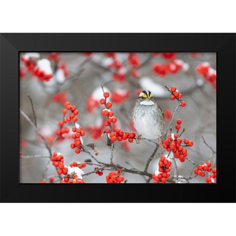 White-throated Sparrow in Winterberry bush in winter-Marion County-Illinois Black Modern Wood Framed Art Print by Day, Richard and Susan