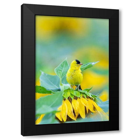American Goldfinch male on Sunflower Sam Parr St Pk Jasper County-Illinois Black Modern Wood Framed Art Print with Double Matting by Day, Richard and Susan
