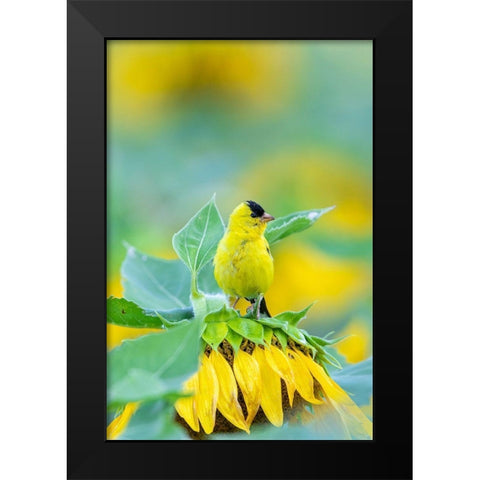 American Goldfinch male on Sunflower Sam Parr St Pk Jasper County-Illinois Black Modern Wood Framed Art Print by Day, Richard and Susan