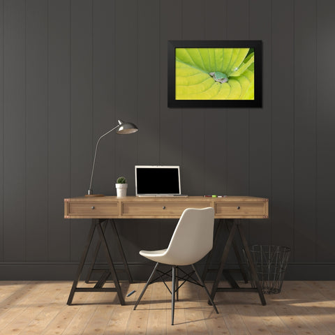 Gray Treefrog (Hyla versicolor) in hosta leaf-Marion County-Illinois Black Modern Wood Framed Art Print by Day, Richard and Susan