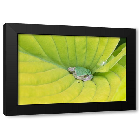 Gray Treefrog (Hyla versicolor) in hosta leaf-Marion County-Illinois Black Modern Wood Framed Art Print with Double Matting by Day, Richard and Susan