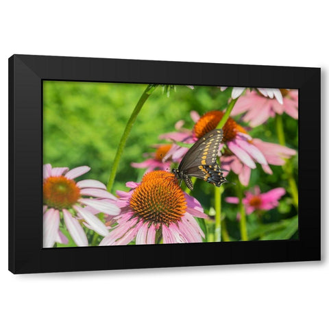 Black Swallowtail male on Purple Coneflower -Marion County-Illinois Black Modern Wood Framed Art Print by Day, Richard and Susan
