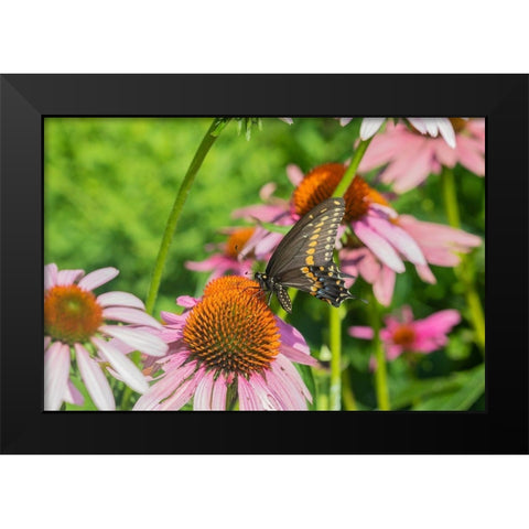 Black Swallowtail male on Purple Coneflower -Marion County-Illinois Black Modern Wood Framed Art Print by Day, Richard and Susan