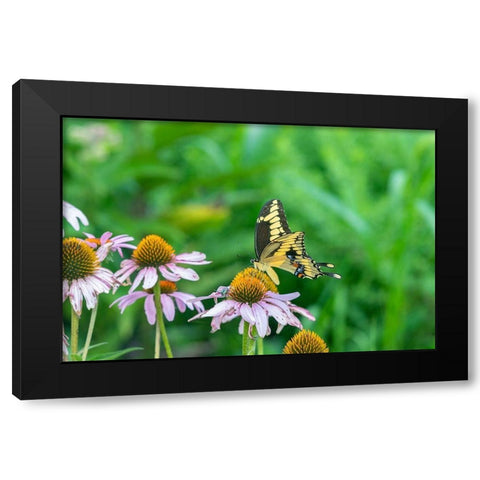 Giant Swallowtail on Purple Coneflower -Marion County-Illinois Black Modern Wood Framed Art Print with Double Matting by Day, Richard and Susan