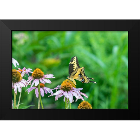 Giant Swallowtail on Purple Coneflower -Marion County-Illinois Black Modern Wood Framed Art Print by Day, Richard and Susan