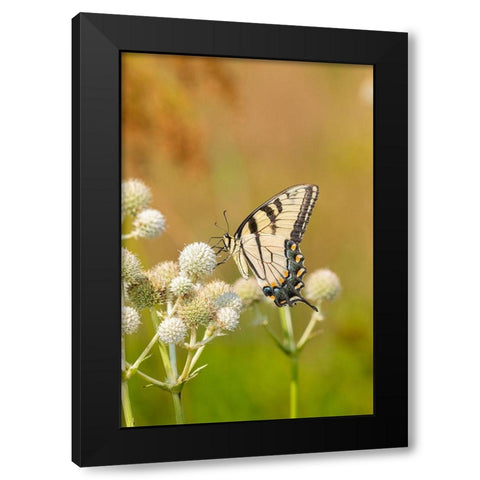 Eastern Tiger Swallowtail on Rattlesnake Master (Eryngium yuccifolium)-Marion County-Illinois Black Modern Wood Framed Art Print by Day, Richard and Susan