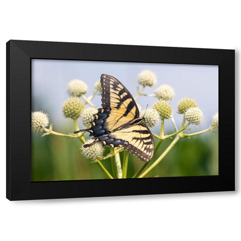 Eastern Tiger Swallowtail on Rattlesnake Master (Eryngium yuccifolium)-Marion County-Illinois Black Modern Wood Framed Art Print with Double Matting by Day, Richard and Susan
