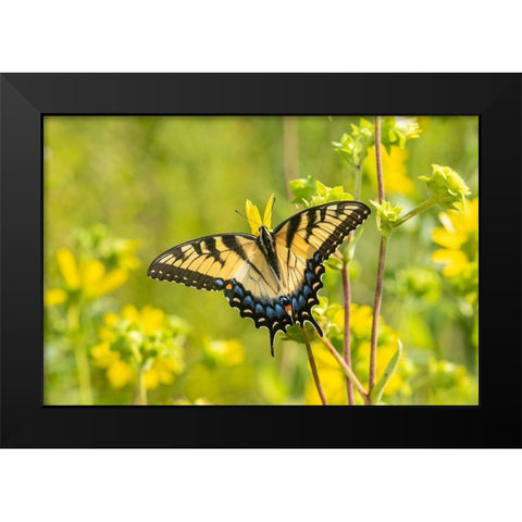 Eastern Tiger Swallowtail on Rosin Weed (Silphium integrifolium)-Marion County-Illinois Black Modern Wood Framed Art Print by Day, Richard and Susan