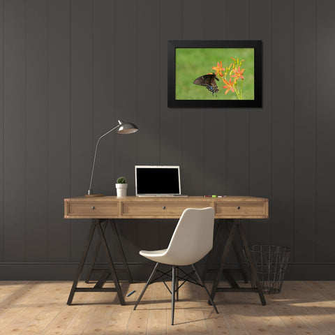 Eastern Tiger Swallowtail female on Blackberry Lily (Belamcanda chinensis)-Marion County-Illinois Black Modern Wood Framed Art Print by Day, Richard and Susan