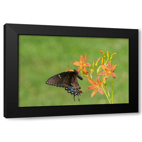 Eastern Tiger Swallowtail female on Blackberry Lily (Belamcanda chinensis)-Marion County-Illinois Black Modern Wood Framed Art Print by Day, Richard and Susan