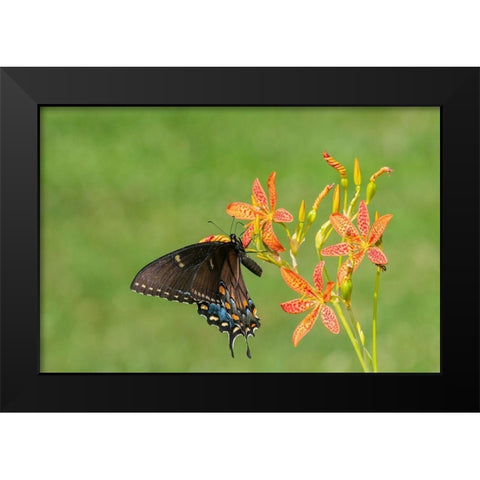 Eastern Tiger Swallowtail female on Blackberry Lily (Belamcanda chinensis)-Marion County-Illinois Black Modern Wood Framed Art Print by Day, Richard and Susan
