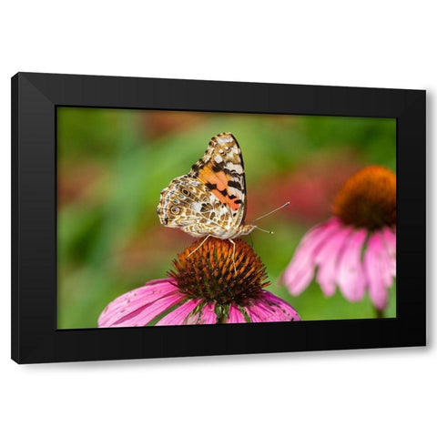 Painted Lady (Vanessa cardui) on Purple Coneflower -Marion County-Illinois Black Modern Wood Framed Art Print with Double Matting by Day, Richard and Susan