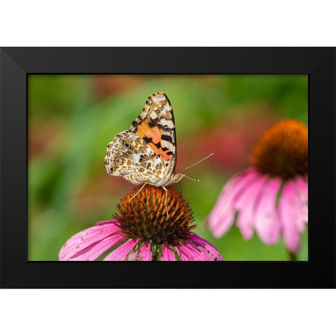 Painted Lady (Vanessa cardui) on Purple Coneflower -Marion County-Illinois Black Modern Wood Framed Art Print by Day, Richard and Susan