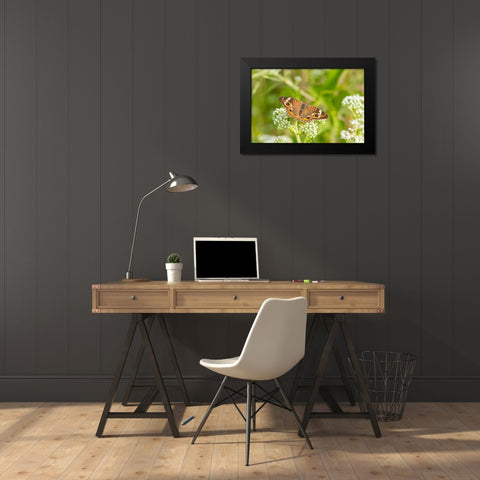 Common Buckeye (Junonia coenia) on Common Boneset (Eupatorium perfoliatum)-Marion County-Illinois Black Modern Wood Framed Art Print by Day, Richard and Susan