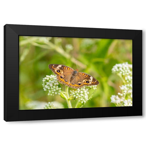 Common Buckeye (Junonia coenia) on Common Boneset (Eupatorium perfoliatum)-Marion County-Illinois Black Modern Wood Framed Art Print by Day, Richard and Susan
