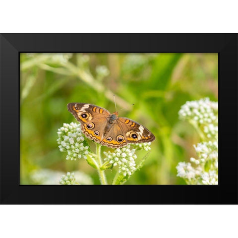 Common Buckeye (Junonia coenia) on Common Boneset (Eupatorium perfoliatum)-Marion County-Illinois Black Modern Wood Framed Art Print by Day, Richard and Susan