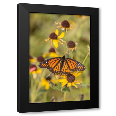 Viceroy (Limenitis arthemis) on Sneezeweed (Helenium sp)-Effingham County-Illinois Black Modern Wood Framed Art Print with Double Matting by Day, Richard and Susan