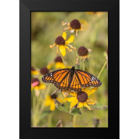 Viceroy (Limenitis arthemis) on Sneezeweed (Helenium sp)-Effingham County-Illinois Black Modern Wood Framed Art Print by Day, Richard and Susan