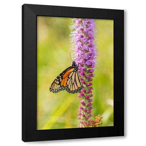 Monarch (Danaus plexippus) on Prairie Blazing Star (Liatris pycnostachya) Clinton County-Illinois Black Modern Wood Framed Art Print with Double Matting by Day, Richard and Susan