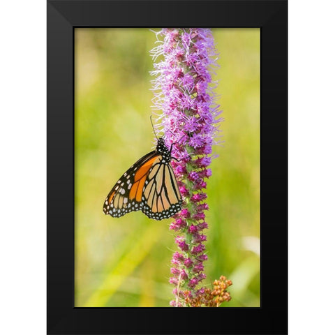 Monarch (Danaus plexippus) on Prairie Blazing Star (Liatris pycnostachya) Clinton County-Illinois Black Modern Wood Framed Art Print by Day, Richard and Susan