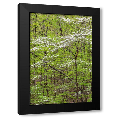 Flowering Dogwood Tree in spring Stephen A Forbes State Recreation Area-Marion County-Illinois Black Modern Wood Framed Art Print by Day, Richard and Susan