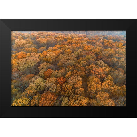 Aerial View of fall Color at sunrise-Marion County-Illinois Black Modern Wood Framed Art Print by Day, Richard and Susan