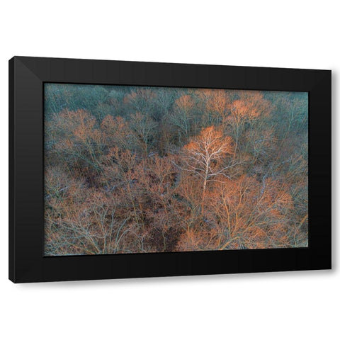 Aerial view of lone Sycamore tree in winter woods-Marion County-Illinois Black Modern Wood Framed Art Print by Day, Richard and Susan