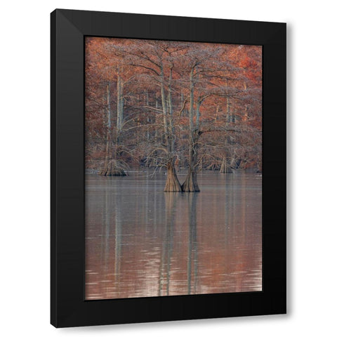 Cypress trees in fall Horseshoe Lake State Fish and Wildlife Area-Alexander County-Illinois Black Modern Wood Framed Art Print with Double Matting by Day, Richard and Susan