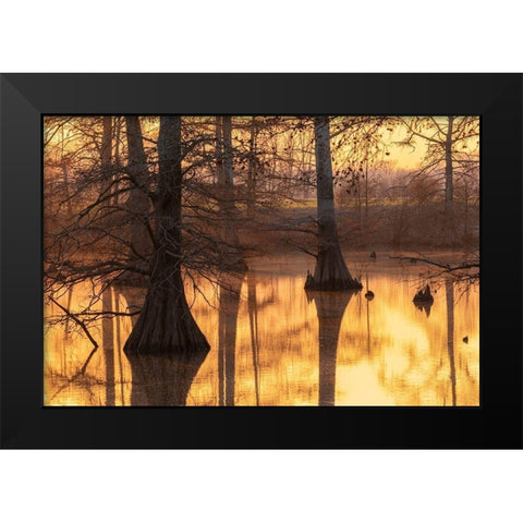 Cypress trees at sunset in fall Horseshoe Lake State Fish and Wildlife Area-Alexander County Black Modern Wood Framed Art Print by Day, Richard and Susan
