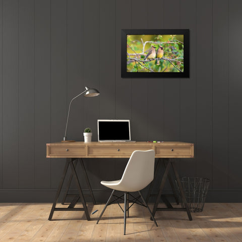 Cedar Waxwings exchanging berry in Serviceberry Bush Black Modern Wood Framed Art Print by Day, Richard and Susan
