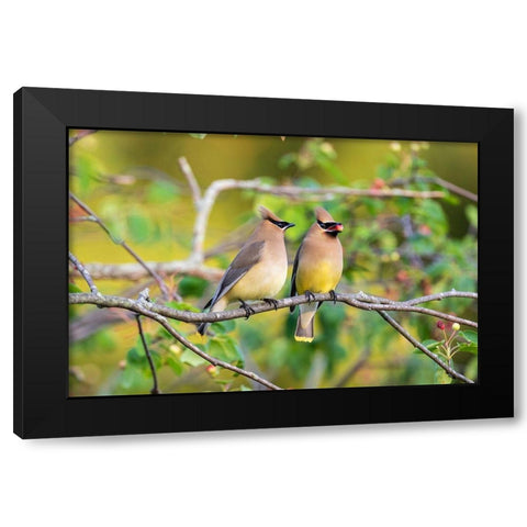 Cedar Waxwings exchanging berry in Serviceberry Bush Black Modern Wood Framed Art Print by Day, Richard and Susan