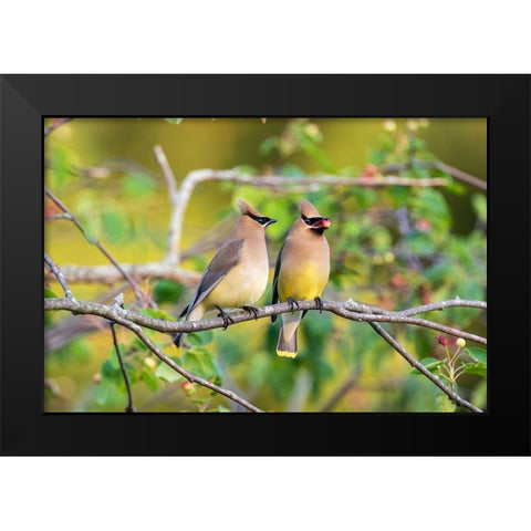 Cedar Waxwings exchanging berry in Serviceberry Bush Black Modern Wood Framed Art Print by Day, Richard and Susan