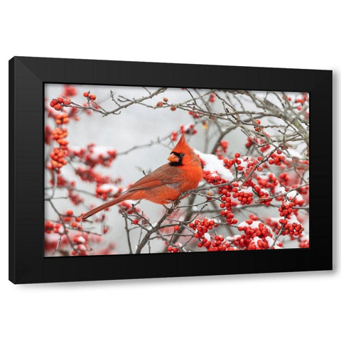 Northern Cardinal male in Winterberry bush in winter Black Modern Wood Framed Art Print by Day, Richard and Susan