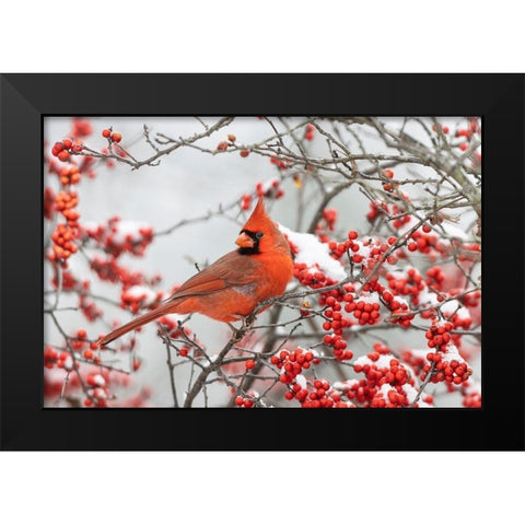 Northern Cardinal male in Winterberry bush in winter Black Modern Wood Framed Art Print by Day, Richard and Susan