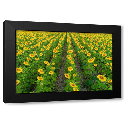 Aerial view of sunflower field Sam Parr State Park-Jasper County-Illinois Black Modern Wood Framed Art Print by Day, Richard and Susan