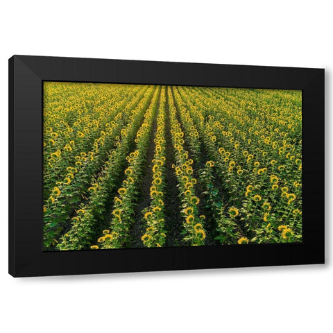Aerial view of sunflower field Sam Parr State Park-Jasper County-Illinois Black Modern Wood Framed Art Print by Day, Richard and Susan